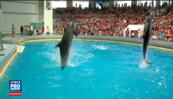 Numar record de vizitatori la Delfinariul din Constanta. Au fost peste 6.000 de turisti prezenti la spectacole