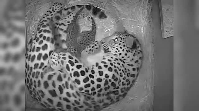 Noua atractie de la o gradina zoologica din Marea Britanie. In lume, mai sunt doar 270 de exemplare