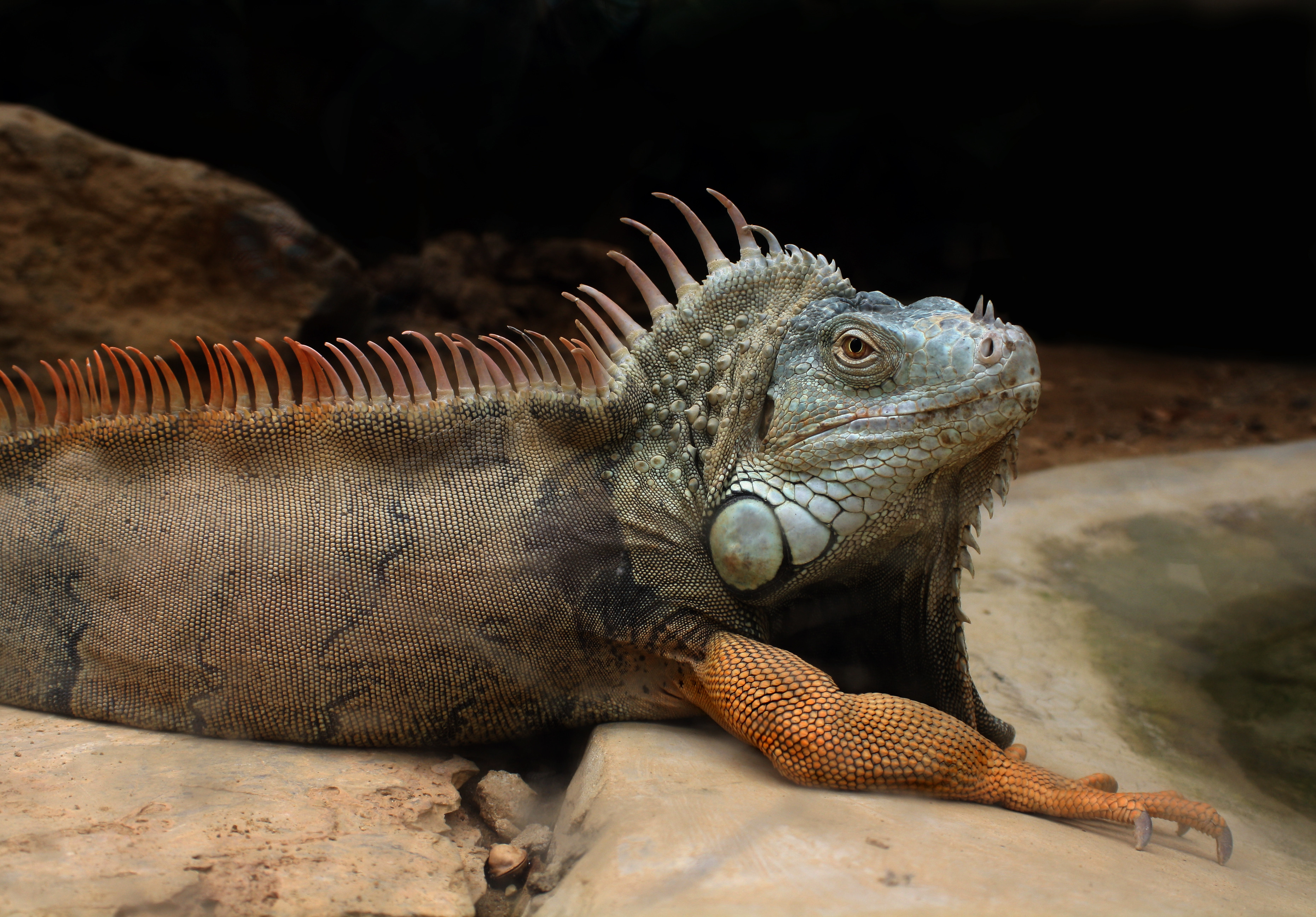 O tanara i-a furat tatalui vitreg 52,000 de dolari. Ce a vrut sa faca aceasta cu banii