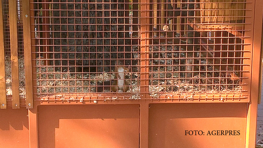 Primarul din Bistrita nu renunta la veverite, desi patru i-au fugit iar una a murit. "In primul rand, sa-i vedem sexul”