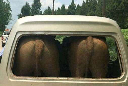 Politistii l-au oprit imediat, dar au avut o surpriza cand s-au apropiat. Ce au gasit in masina unui sofer, pe langa 2 vaci