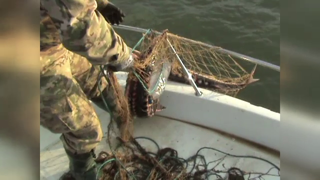 Braconajul de sturion face ravagii pe Dunare. Plasa uriasa, ce ar putea fi intinsa de la Tulcea la Galati, confiscata
