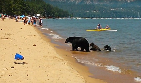 O familie de ursi a tulburat linistea turistilor aflati la plaja. Ce au facut animalele. VIDEO