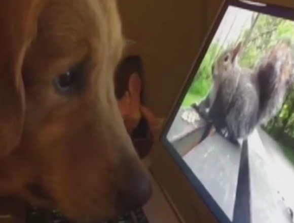 Cainele care nu isi poate dezlipi privirea de la ecranul laptopului. Ce imagini urmarea patrupedul. VIDEO