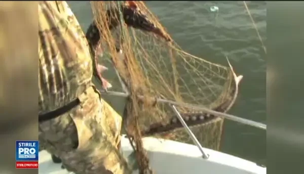 Braconajul de sturion face ravagii pe Dunare. Plasa uriasa, ce ar putea fi intinsa de la Tulcea la Galati, confiscata