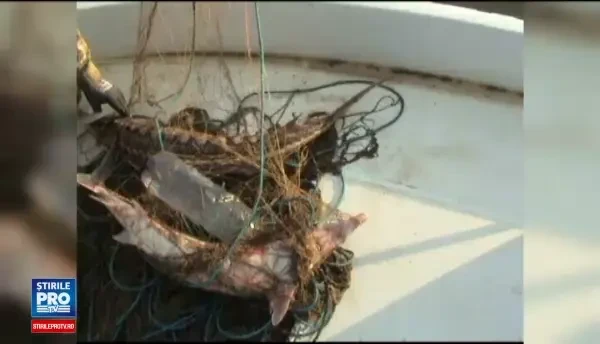 Braconajul de sturion face ravagii pe Dunare. Plasa uriasa, ce ar putea fi intinsa de la Tulcea la Galati, confiscata