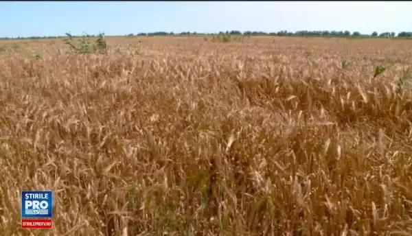 Romania va pune restrictii la vanzarea terenurilor agricole. Legea aflata in pregatire la minister