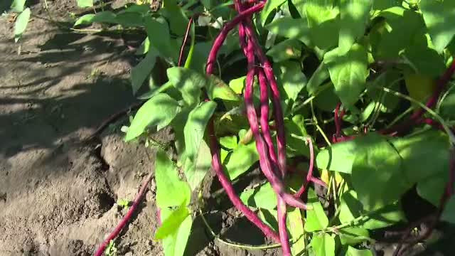 Pastai si dovlecei la metru, rosii negre sau rosii-gogosar, legumele atipice din gradinile agricultorilor romani