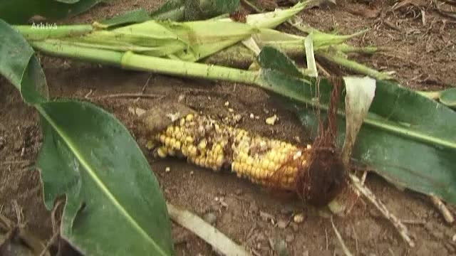 "Fac prapad!". Fermierii cer ca mistretii din Romania sa poata fi impuscati mai usor, pentru ca le distrug recoltele