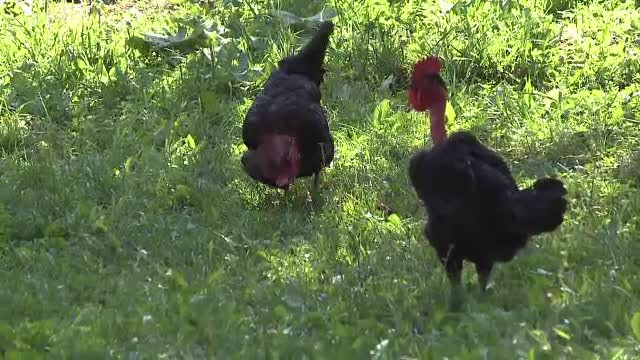 Concert aparte, in gospodaria Printului Charles din Valea Zalanului. Violonistul Razvan Popovici a cantat printre gaini