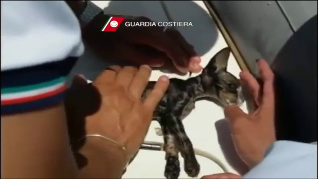 O pisica a fost salvata de la moarte, dupa ce un ofiter italian de la Paza de Coasta a resuscitat-o