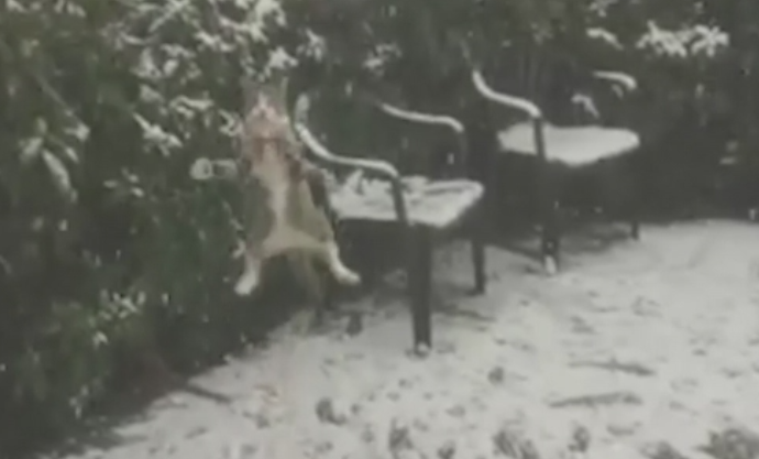 Prima zapada a bucurat-o nespus pe o pisica din Noua Zeelanda. Stapanul ei a filmat-o in timp ce se juca in curte