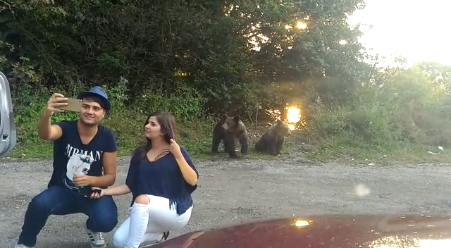 "Uite, isi face selfie cu ursul!" Imagini incredibile filmate pe Transfagarasan