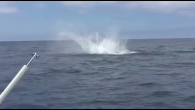 Surpriza de care au avut parte patru militari americani iesiti la pescuit. Ce a sarit din apa, la cativa metri de barca lor