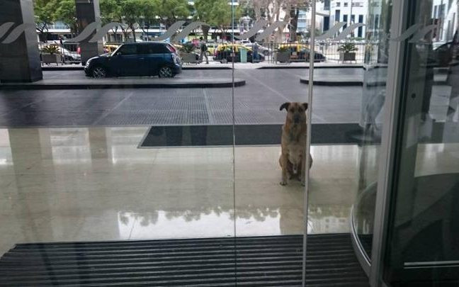 CLIPUL ZILEI: O insotitoare de zbor a adoptat un caine al strazii care a asteptat-o sase luni in fata hotelului ei