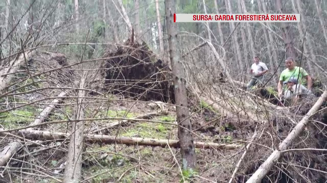 "Hotii" de paduri au invatat sa imite natura pentru a-si ascunde defrisarile ilegale. Cum dispar tone de lemne din Romania