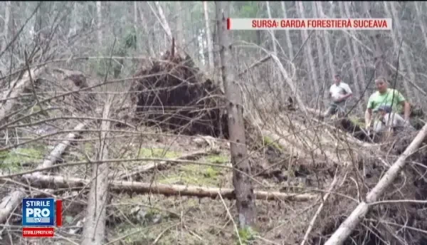 Hotii de paduri au invatat sa imite natura pentru a-si ascunde defrisarile ilegale. Cum dispar tone de lemne din Romania