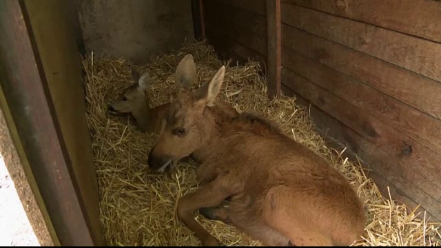 Prietenia neobisnuita dintre un elan si o caprioara. Cum au ajuns cei doi sa fie de nedespartit