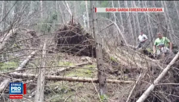 Hotii de paduri au invatat sa imite natura pentru a-si ascunde defrisarile ilegale. Cum dispar tone de lemne din Romania