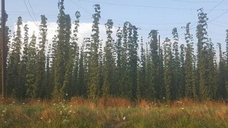 Cand basmele devin realitate. RUPEA si magia verde!