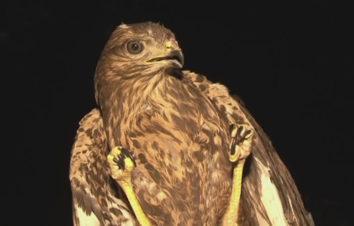 Un uliu a starnit zarva intre doua femei din Bacau. De ce a vrut una dintre ele sa omoare pasarea