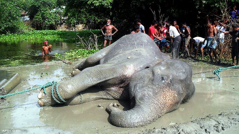 elefant