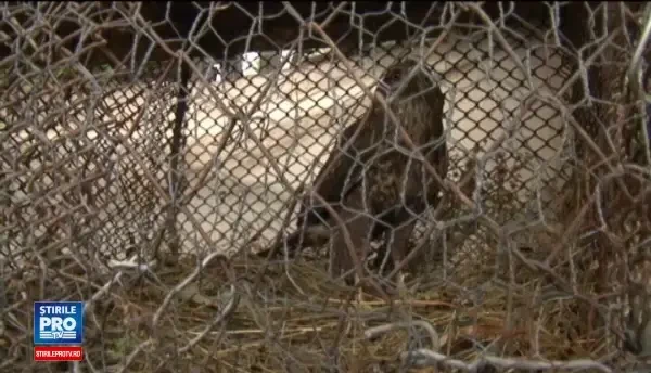Un uliu a starnit zarva intre doua femei din Bacau. De ce a vrut una dintre ele sa omoare pasarea