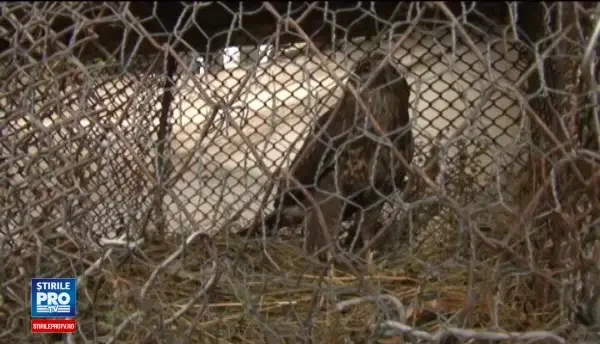 Un uliu a starnit zarva intre doua femei din Bacau. De ce a vrut una dintre ele sa omoare pasarea