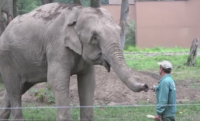 Sarbatoare la ZOO din Targu Mures. Tania si Hella, rasfatati de Ziua Internationala a Elefantilor