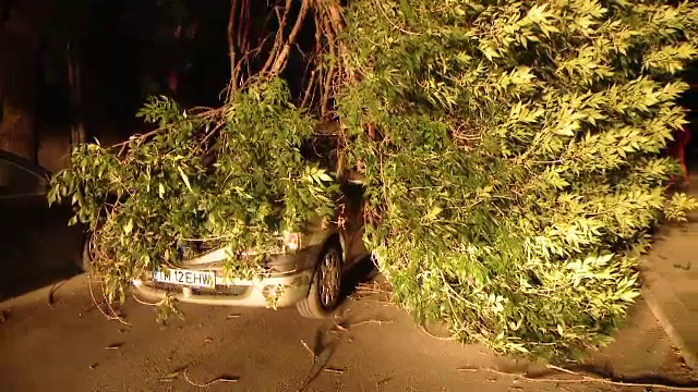 Doi tineri din Timisoara au fost la un pas de moarte. Un copac aflat pe marginea drumului s-a prabusit, din senin