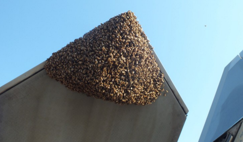 Un avion militar al Statelor Unite a fost inconjurat de un roi de peste 20.000 de albine: "Am fost socati cu totii"