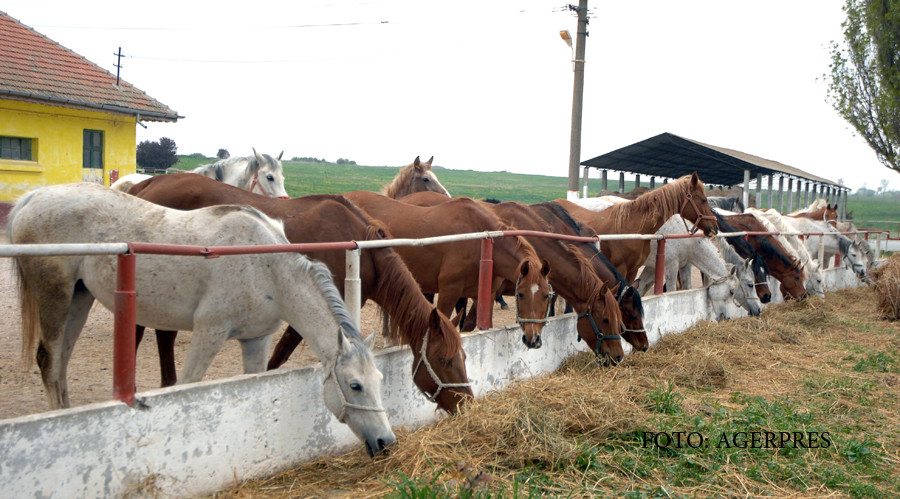 Caii, noua atractie a Litoralului romanesc. Temperatura de la care nu mai aveti voie sa va suiti in sa
