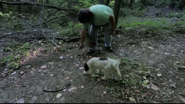 Bărbați prinși în timp ce recoltau ilegal trufe, cu ajutorul unor câini special dresați