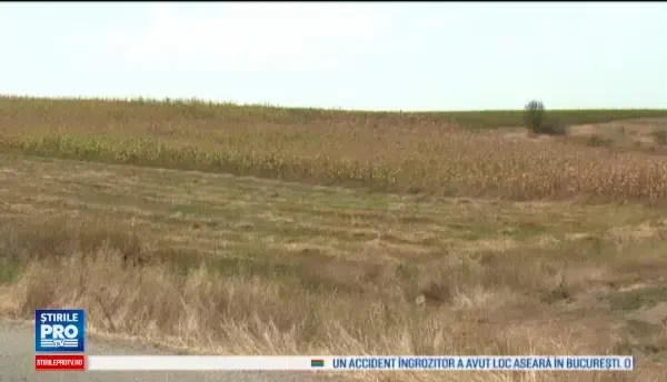 Cea mai grava seceta din ultimii 10 ani a facut paguba totala in recolta fermierilor din Romania