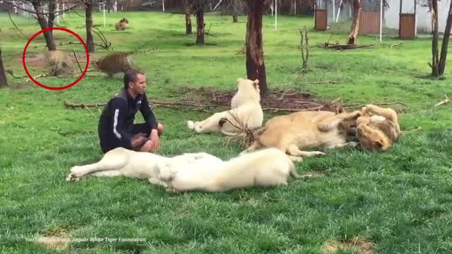 Salvat de la moarte de "garda sa de corp": un tigru. Un celebru om de afaceri mexican a fost atacat de un leopard