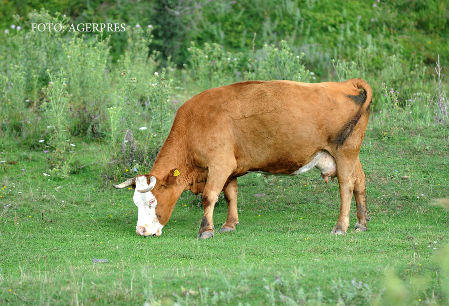 O femeie din Giurgiu a fost salvata de pompieri din groapa de gunoi, unde intrase dupa vaca. Ce s-a intamplat cu animalul