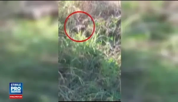 Bucurestiul-capitala sobolanilor. Motivul pentru care Primaria generala nu are un contract de deratizare si dezinsectie