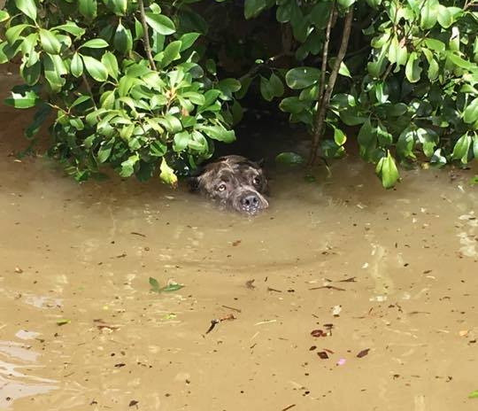 Imagine tulburatoare la inundatiile puternice din Louisiana. Un caine incearca sa reziste in apa care ii ajunge pana la nas