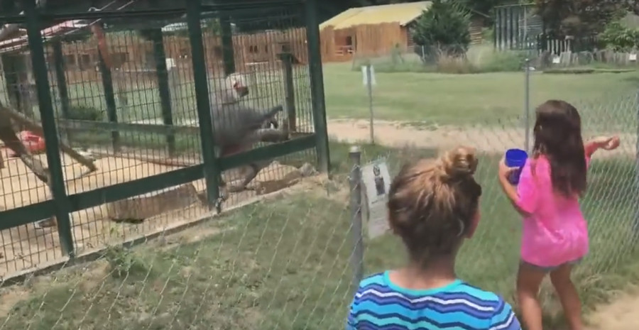 Reactia virala unui babuin de la Zoo atunci cand a fost enervat de copii. "Tati, m-a lovit"
