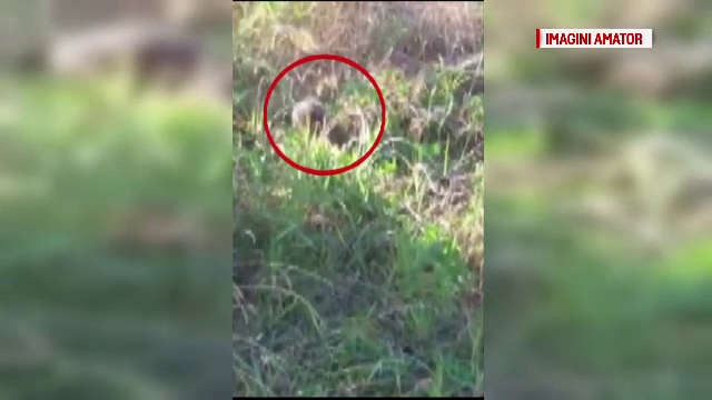 Invazia sobolanilor, de nerezolvat pentru autoritatile Capitalei. Ce au descoperit inspectorii DSP dupa sesizarea ProTV