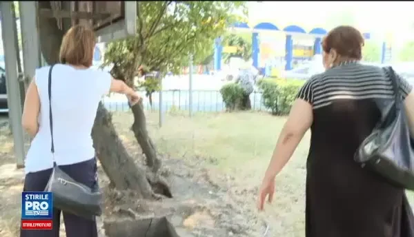 Invazia sobolanilor, de nerezolvat pentru autoritatile Capitalei. Ce au descoperit inspectorii DSP dupa sesizarea ProTV