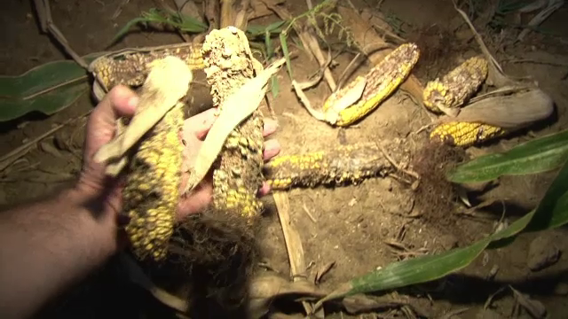 De veghe in lanul de porumb, pentru a atenua pagubele facute de mistreti. Localnic: "Nu e lege sa protejeze agricultorul"