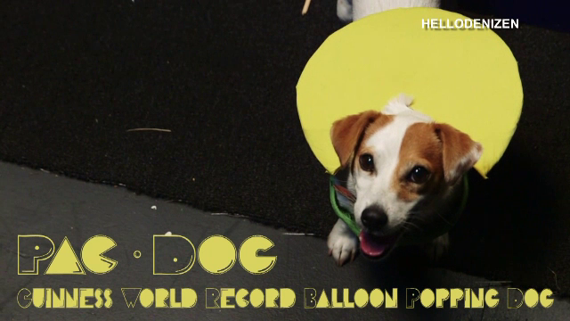 Cainele care a batut recordul la spart baloane anunta o noua "performanta". Pentru ce se pregateste Twinkie