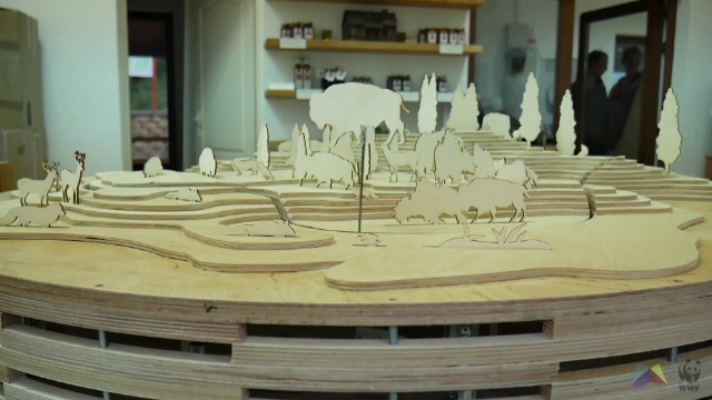 Premiera nationala in Romania. Cum vor fi urmariti de acum incolo zimbrii de la Rezervatia Armenis