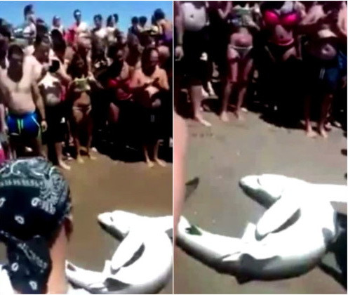 Un rechin se zbate intre viata si moarte sub ochii turistilor. Gestul revoltator pe care il fac, in loc sa-l salveze. VIDEO