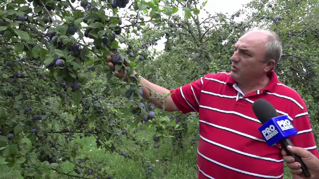 An profitabil pentru proprietarii de livezi. Productia de prune, de trei ori mai mare: "Ce horinca buna va iesi din ele!"