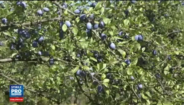 An profitabil pentru proprietarii de livezi. Productia de prune, de trei ori mai mare: Ce horinca buna va iesi din ele!