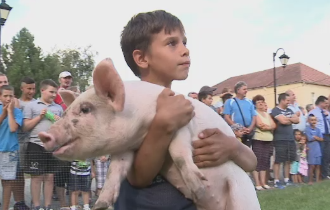 Concurs de prins purcei la Pecica. Copiii au alergat ca la maraton dupa godaci, iar cei mai iuti au plecat cu ei acasa