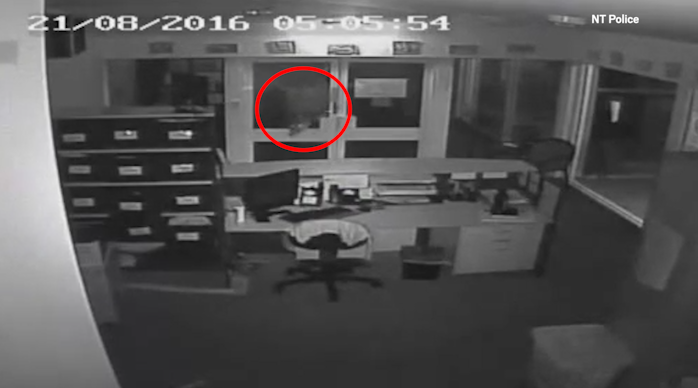 Ce s-a intamplat dupa ce patru barbati au eliberat trei crocodili intr-un liceu din Australia. Scenele surprinse de camere