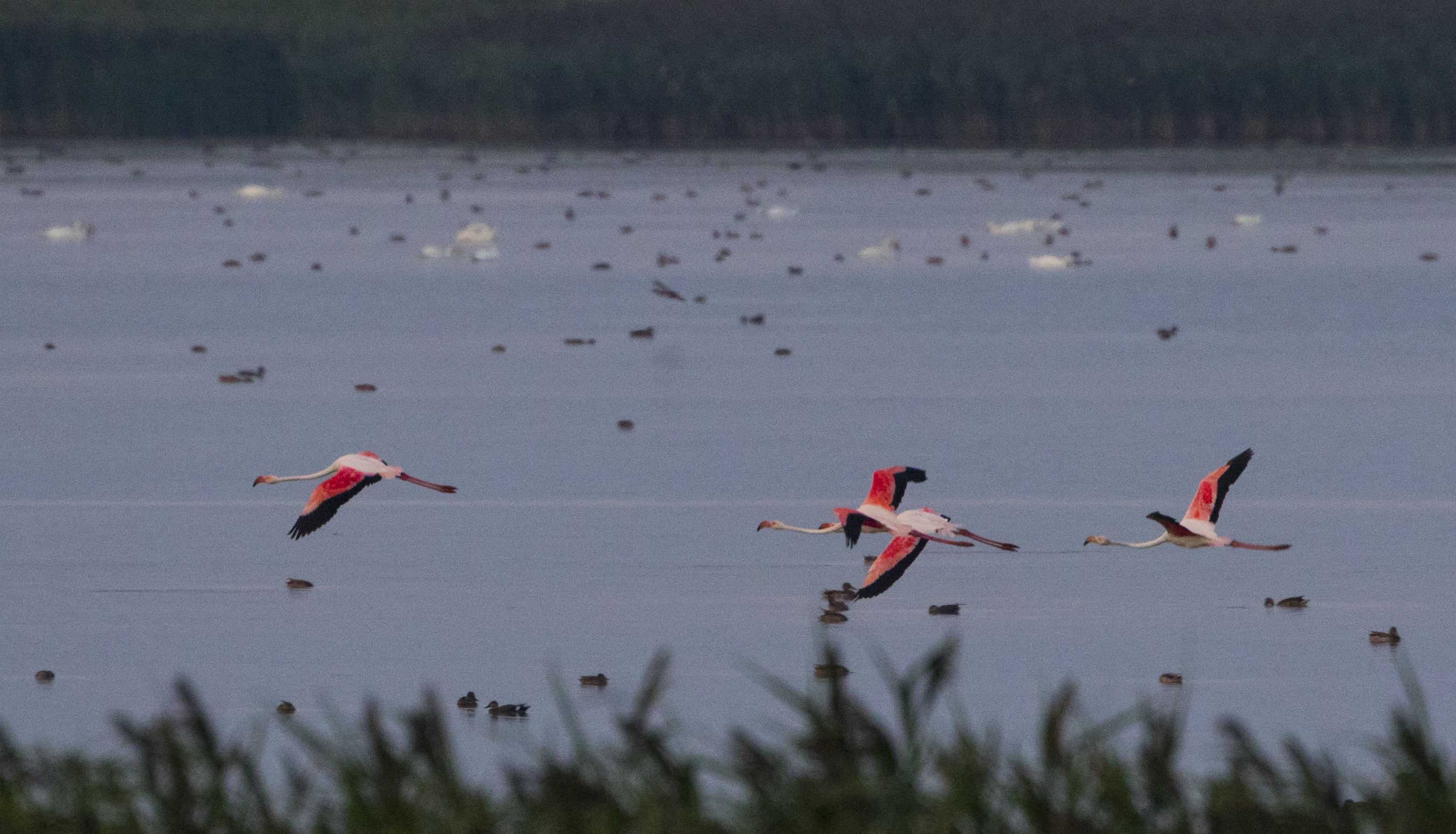 Aparitie foarte rara in Romania. Patru pasari flamingo au fost fotografiate pe un lac, spre bucuria ornitologilor. FOTO